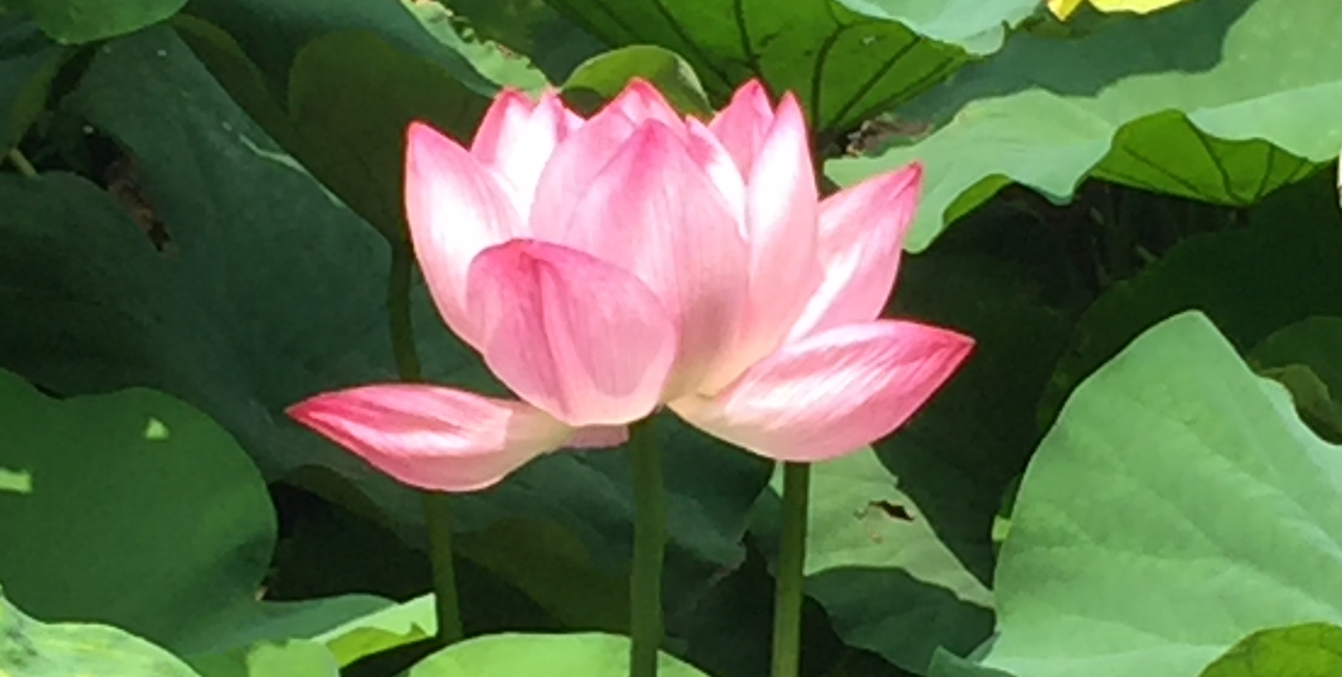 Purification and Strength